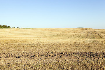 Image showing agricultural field, cereals  