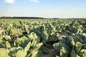 Image showing Green cabbage in a field  