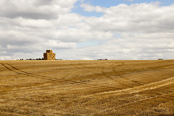 Image showing gathering the wheat harvest  