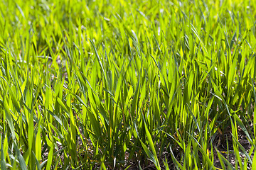 Image showing green field with cereal  