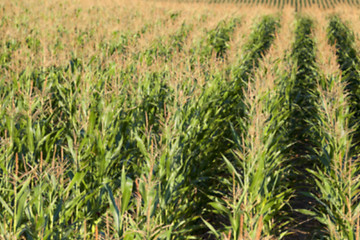 Image showing Field with corn  