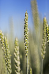 Image showing agricultural field wheat  