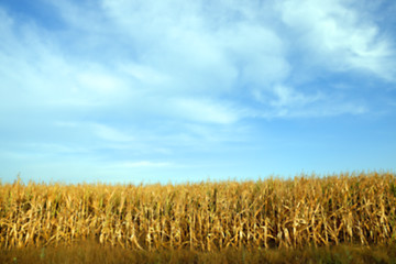 Image showing Green immature corn 