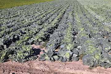Image showing Field with cabbage  