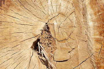 Image showing tree harvesting, close-up 