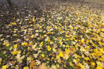Image showing old autumn foliage  