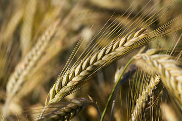 Image showing ripe yellow cereals  