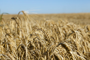 Image showing farm field cereals  