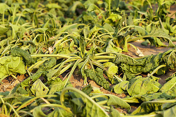 Image showing sluggish sugar beet  