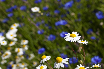 Image showing chamomile with cornflowers  