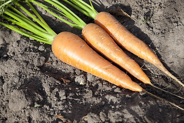 Image showing Carrots on the ground 