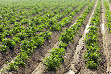 Image showing Field with potato  