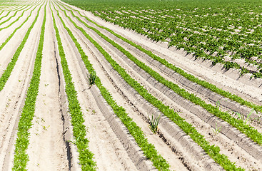 Image showing Field with carrot 