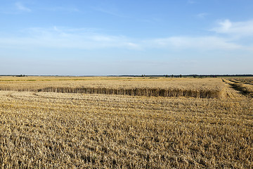 Image showing harvesting wheat, cereals  