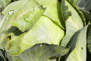 Image showing green cabbage with drops  