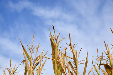 Image showing Green immature corn  