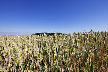 Image showing farm field cereals 