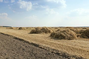 Image showing farm field cereals  