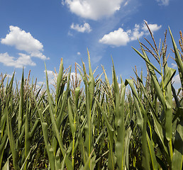 Image showing corn field, agriculture  