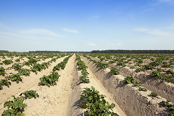 Image showing Agriculture,   potato field  