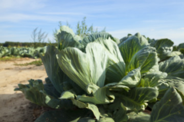 Image showing Field with cabbage, summer  