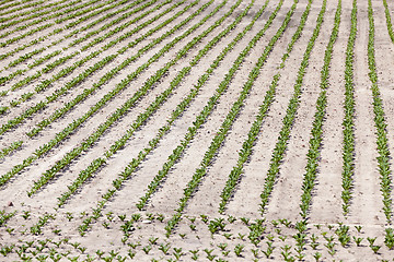 Image showing field with beetroot  