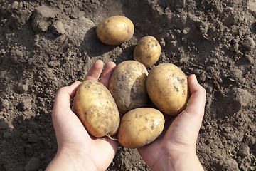 Image showing Potatoes in hand  