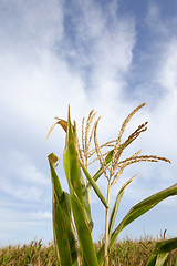 Image showing Green immature corn  