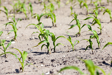 Image showing agricultural field with corn  