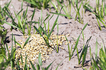 Image showing little sprout Cereal  