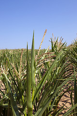 Image showing Corn field, summer  