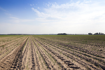 Image showing sprouts green onions  