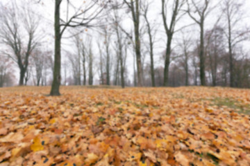 Image showing Autumn Park, overcast  