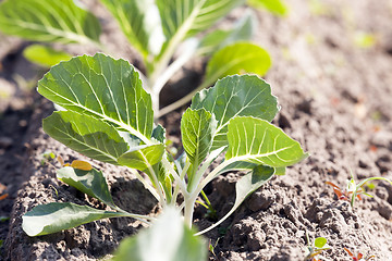 Image showing Field with cabbage  