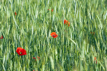 Image showing red poppies. summer 