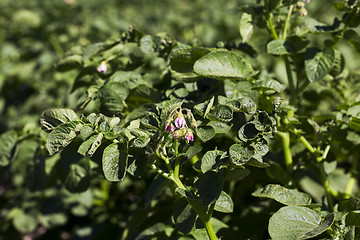 Image showing Field with potato 