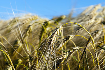 Image showing ripe yellow cereals 