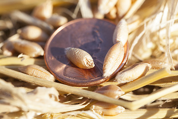 Image showing cereal farming field  