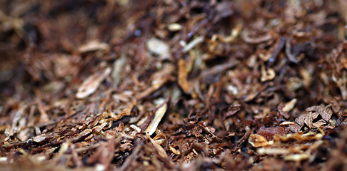 Image showing Tobacco