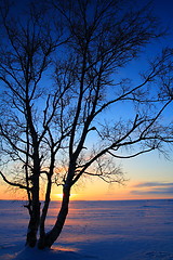 Image showing Sunset through leafless trees in winter