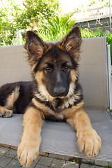 Image showing German shepherd puppy