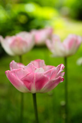 Image showing Pink tulip