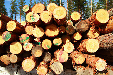 Image showing Cut logs at the edge of the forest