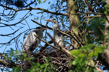 Image showing Great blue heron