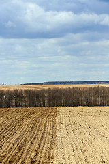 Image showing Planting of cereal crops  