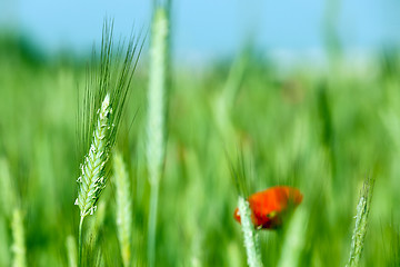 Image showing Poppy in the field  