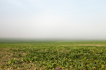 Image showing beetroot in field  