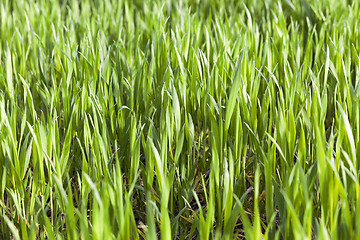 Image showing green wheat, close-up  