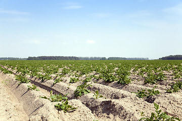 Image showing Potatoes in the field  