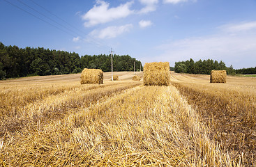 Image showing   after harvesting cereal